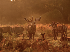 OUT OF THE RUT: 01 NOVEMBER 2014, THE END OF THE CROWN & FAKE EU HEGEMONY.